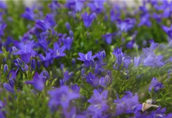 Glockenblume - Einpflanzen in den Garten