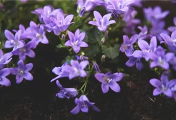 Dalmatiner Polster-Glockenblume - Einpflanzen im Garten