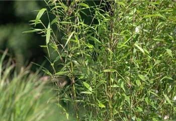 Bambus – das exotische Multitalent im Garten