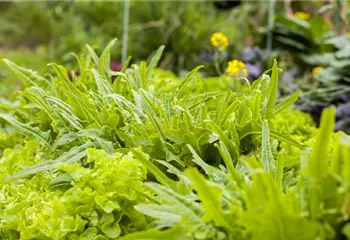 Ein bunter Salat auf dem Balkon mit Urban Gardening