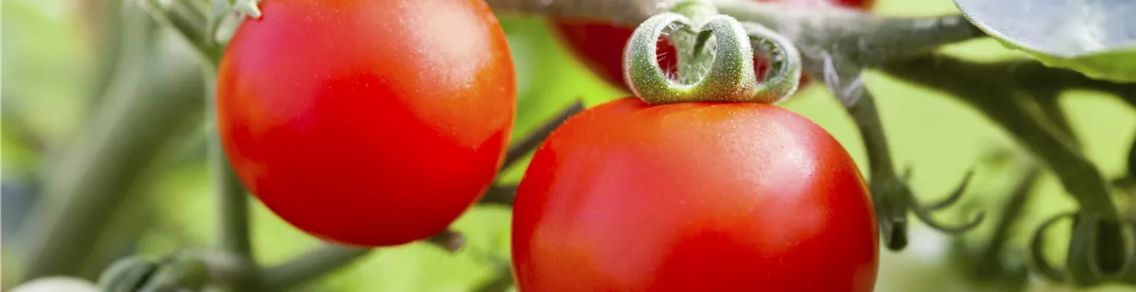 Alte Tomatensorten gibt es auch fürs Freiland