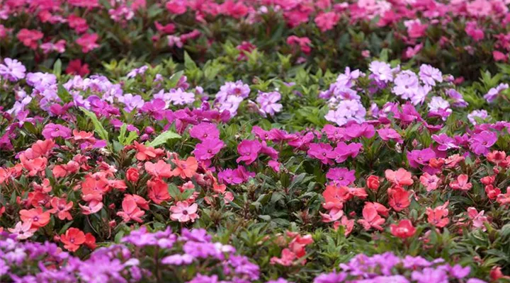Begonien – tropische Blütenpracht in Haus und Garten