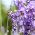 Bienenfreundliche Sommerblumen – ein B&#252;ffet f&#252;r Biene und Co.
