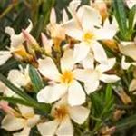 Oleander – Bl&#252;tenpracht bei richtiger Pflege