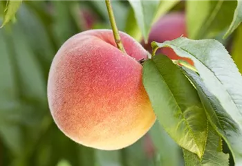 Leckere Snacks im Sommer – Pfirsich aus dem eigenen Garten