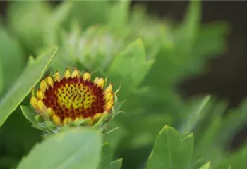 Kokardenblume - Einpflanzen im Garten