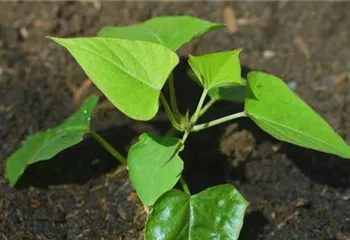 Süßkartoffel - Einpflanzen im Gemüsebeet