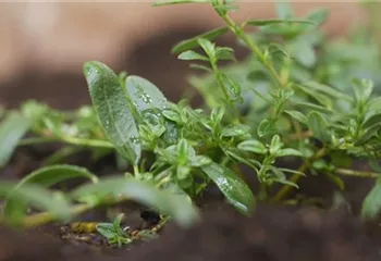 Sonnenröschen - Einpflanzen im Garten