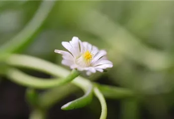 Kriechende Mittgsblume - Einpflanzen im Garten