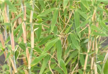 Begleitpflanzen für Bambus, die ihn in Szene setzen