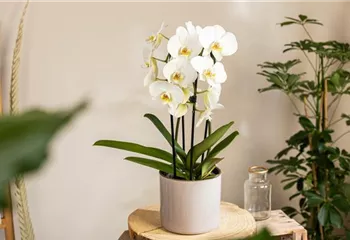 Die beliebtesten Orchideen für echte Pflanzenfans