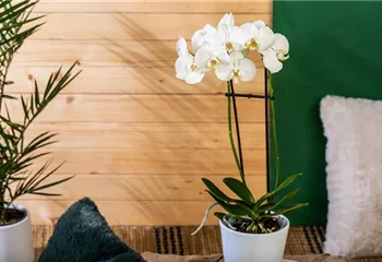 Die einmaligen Besonderheiten von Orchideen