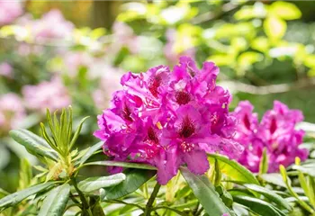 Gartengestaltung mit Rhododendren – So entsteht ein Blütenmeer