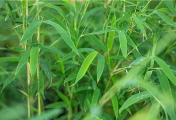 Krankheiten und Schädlinge an Bambus erkennen und vorbeugen