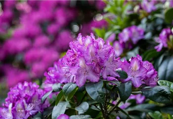 Rhododendron pflegen – So bleibt der Blütenstrauch gesund