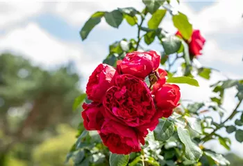 Rosen kaufen und den Garten märchenhaft gestalten
