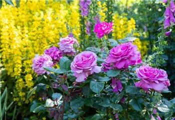 Rosen zurückschneiden und die Pflanzen damit gesund halten