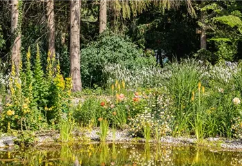Wasserpflanzen und was sie im Teich so besonders macht