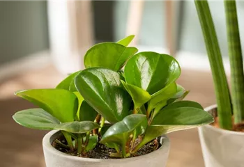Zimmerpflanzen umtopfen – So werden grüne Mitbewohner groß
