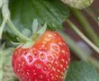 Garten-Erdbeere