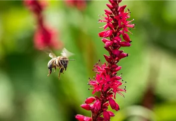 Bienenfreundliche Balkonpflanzen für Bienensnacks in der Stadt