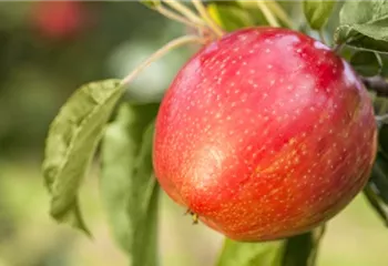 Apfelbäume im Garten – Eine reiche und leckere Ernte