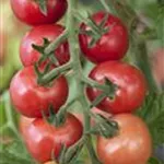 Tomaten – vielseitiges Gem&#252;se f&#252;r drinnen und drau&#223;en