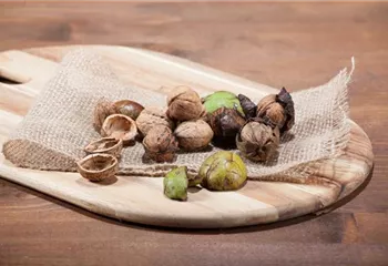 Nüsse und Schalenfrüchte aus Ihrem Garten