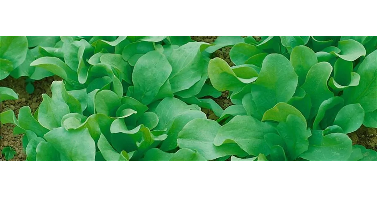 Suche - frux