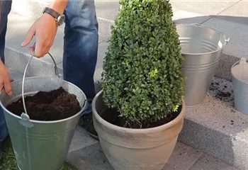 Buchsbaum - Einpflanzen in ein Gefäß