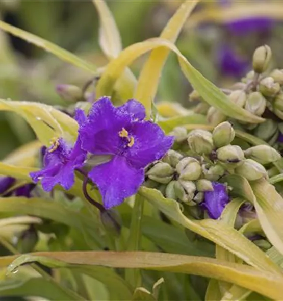 Tradescantia andersoniana, GartenDreimasterblume frux