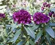Großblumige Rhododendron