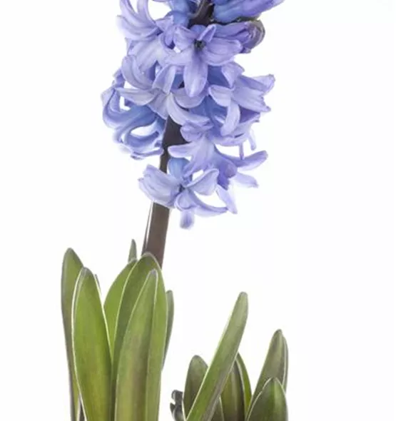 Hyacinthus orientalis
