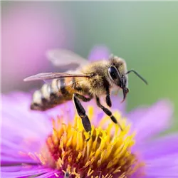 Bienenweide Intro.jpg