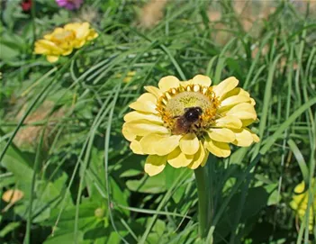 Bienenweide 05-8.jpg