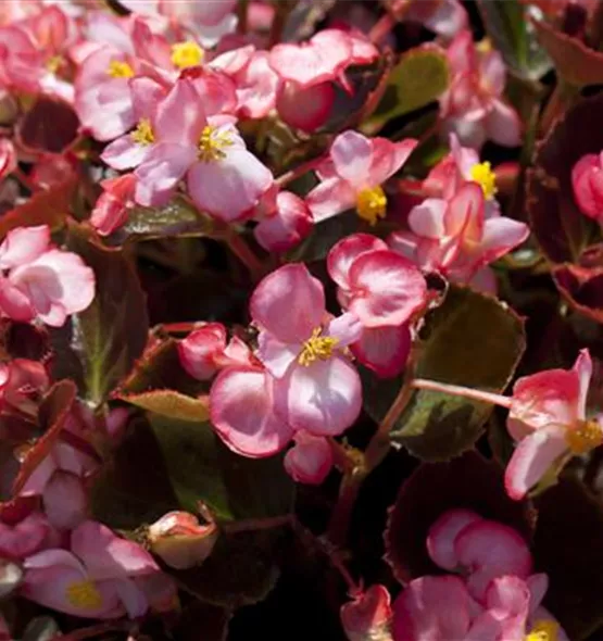 Begonia semperflorens
