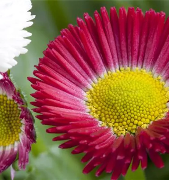 Bellis perennis