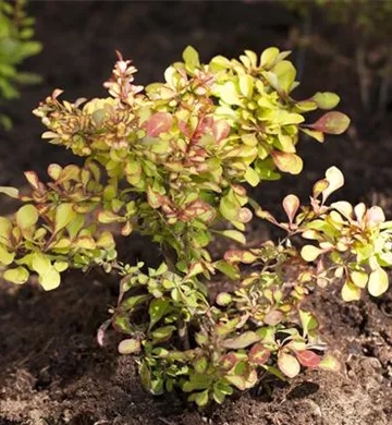 Berberis thunbergii