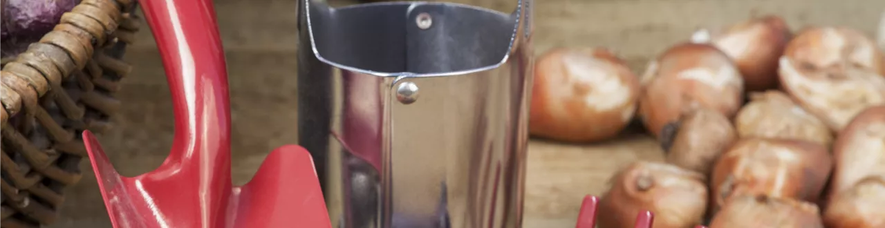 Ab in den Garten – Blumenzwiebeln im Frühjahr einpflanzen