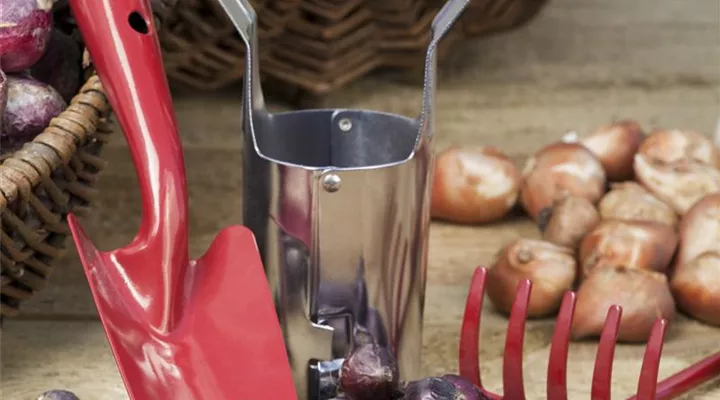 Ab in den Garten – Blumenzwiebeln im Frühjahr einpflanzen