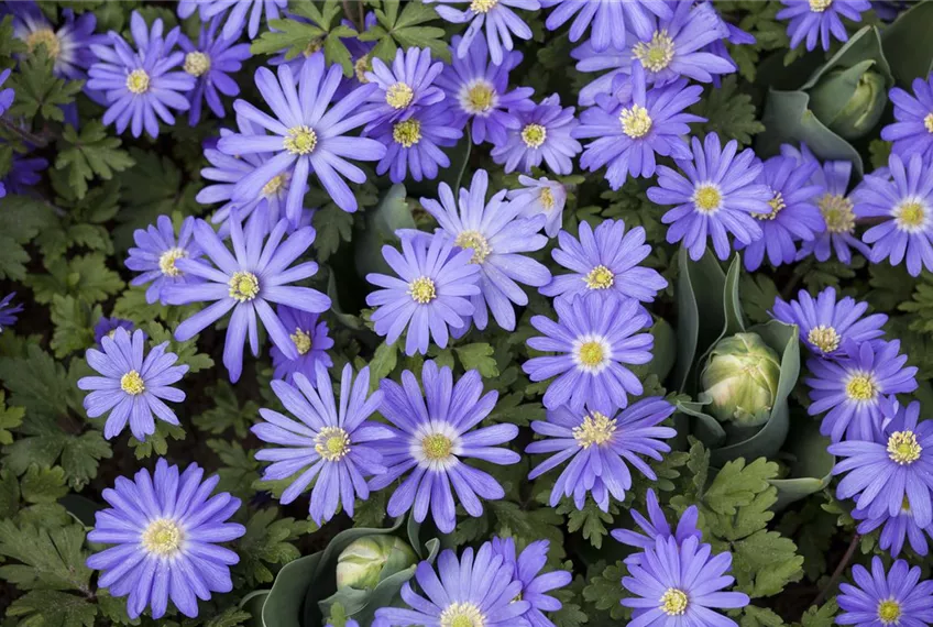 Anemonen – zarte Windröschen im Garten