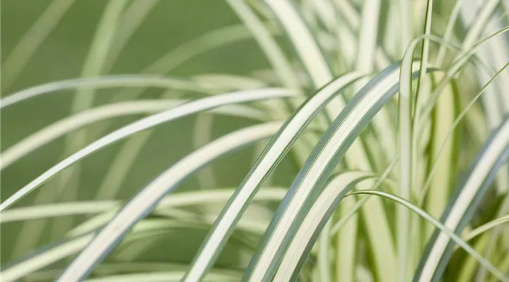 Carex – mehr als nur einfache Gräser