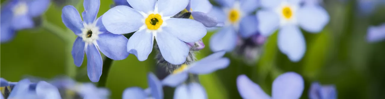 Das Vergissmeinnicht als Frühlingsbote