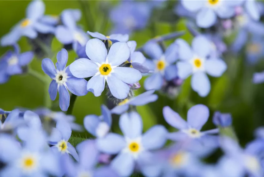 Das Vergissmeinnicht als Frühlingsbote