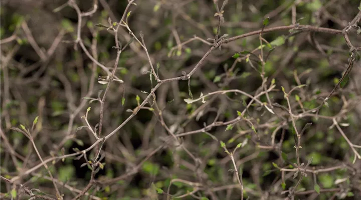 Der Zickzackstrauch – dekorativer Allrounder für Garten und Wohnung