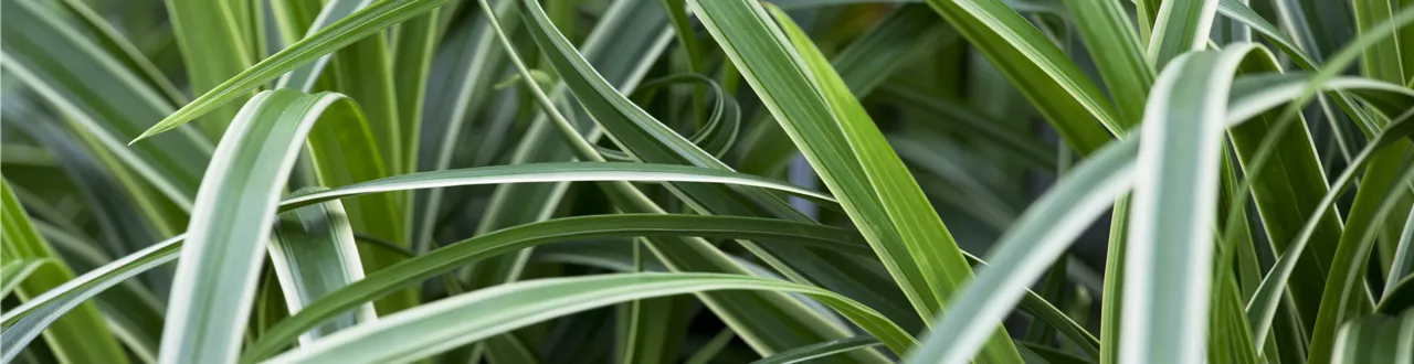 Carex – Weltenbummler und Anpassungskünstler