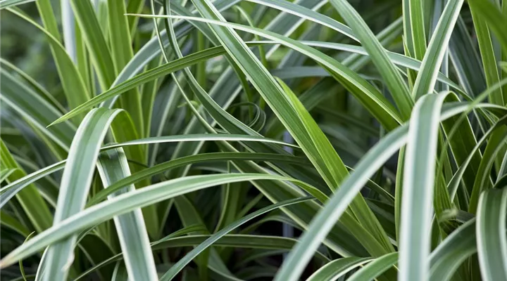 Carex – Weltenbummler und Anpassungskünstler