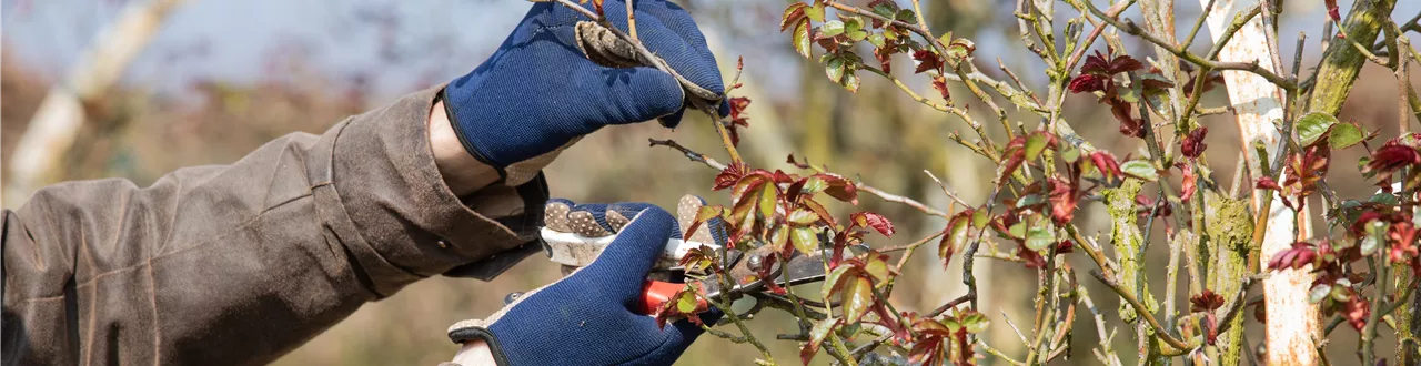 Der Rosenschnitt – Schönheitskur im Frühling