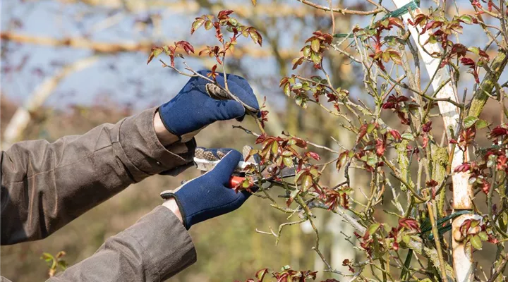 Der Rosenschnitt – Schönheitskur im Frühling