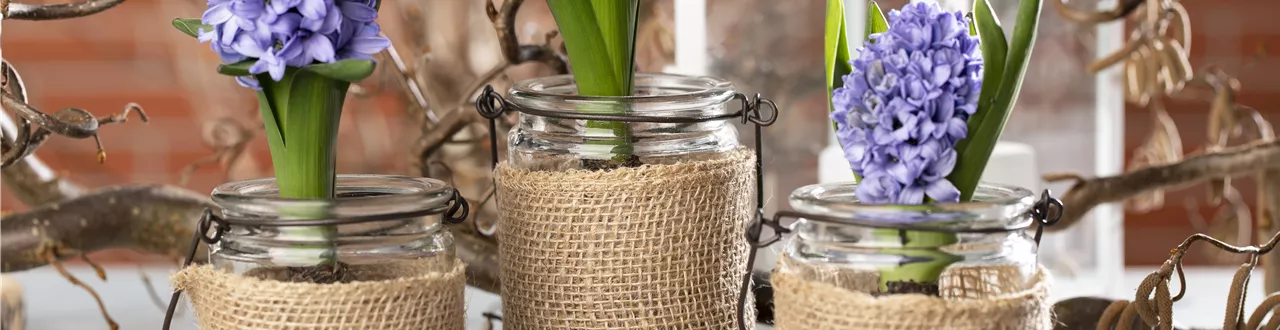Blumenzwiebeln im Haus – Frühling im Wohnzimmer